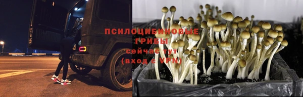 ПСИЛОЦИБИНОВЫЕ ГРИБЫ Дмитров